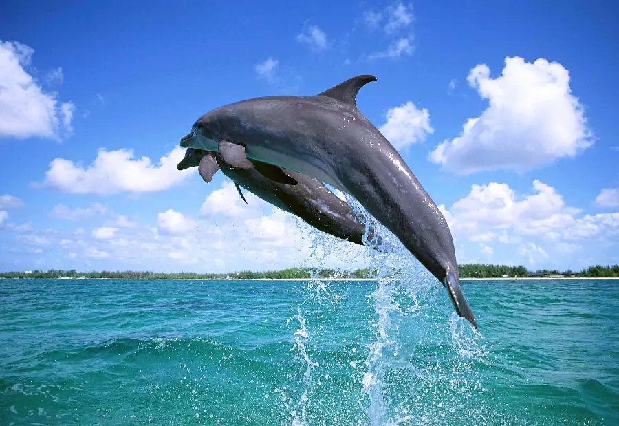 Awesome Stock Photo of Dolphins Jumping in the Sea