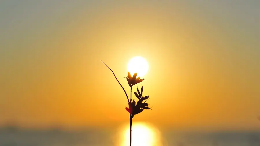 The most beautiful wallpaper of a freshly grown flower with a background of setting sunlight