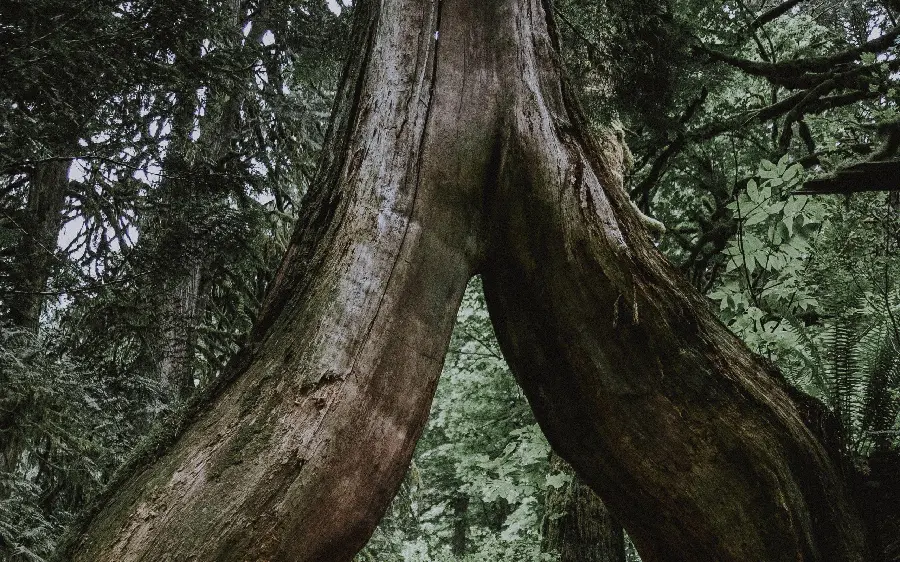 Download stock photo of a strange tree trunk with a direct link
