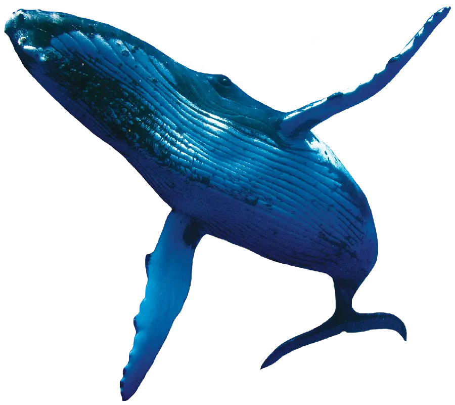 Download real whale photo in PNG format and cut out for free 