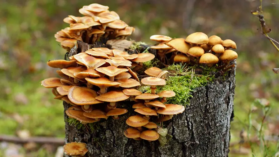 Background photo Interesting mushrooms growing from tree trunks