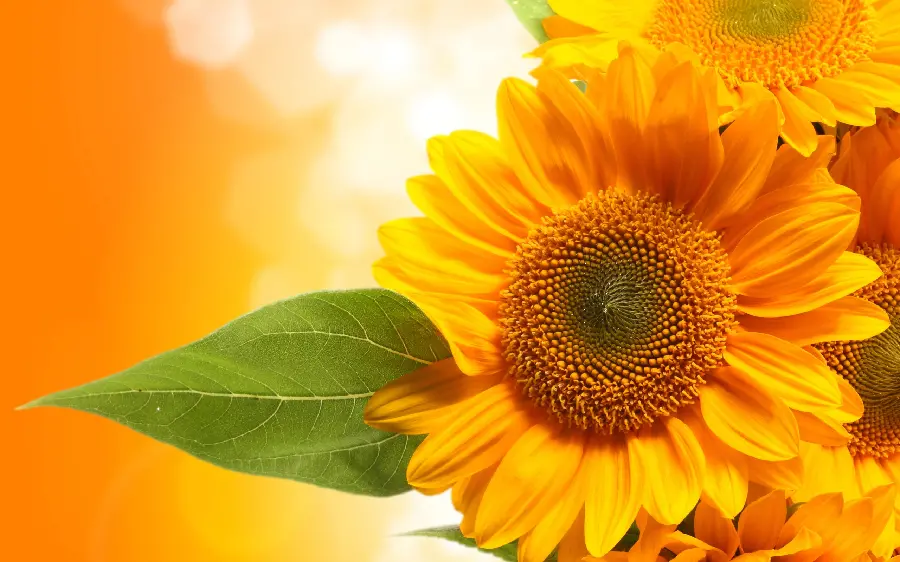 Cool and beautiful girly background of sunflowers