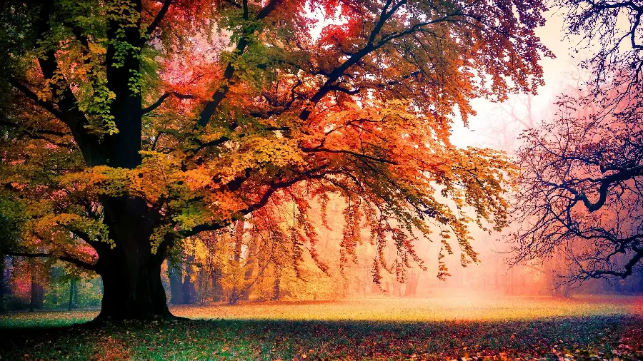 Red leaves rustling HD wallpaper in the red misty forest of the realm of silence
