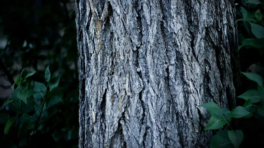 Special desktop wallpaper with a spectacular design of a tree trunk in the dark forest