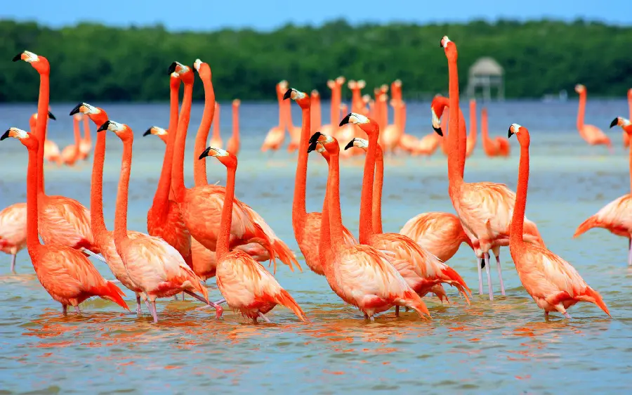 Cute and special pink flamingos wallpaper with high quality 