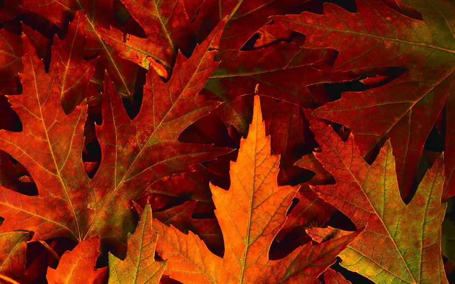 Attractive and spectacular image of special autumn leaves with orange and red colors for your profile