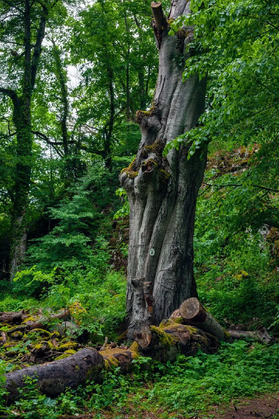 Strange tree trunk wallpaper And strange in the distant forests