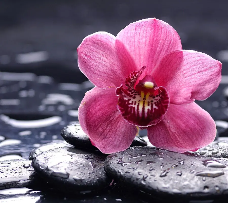 Wet rock and pink orchid flower background image