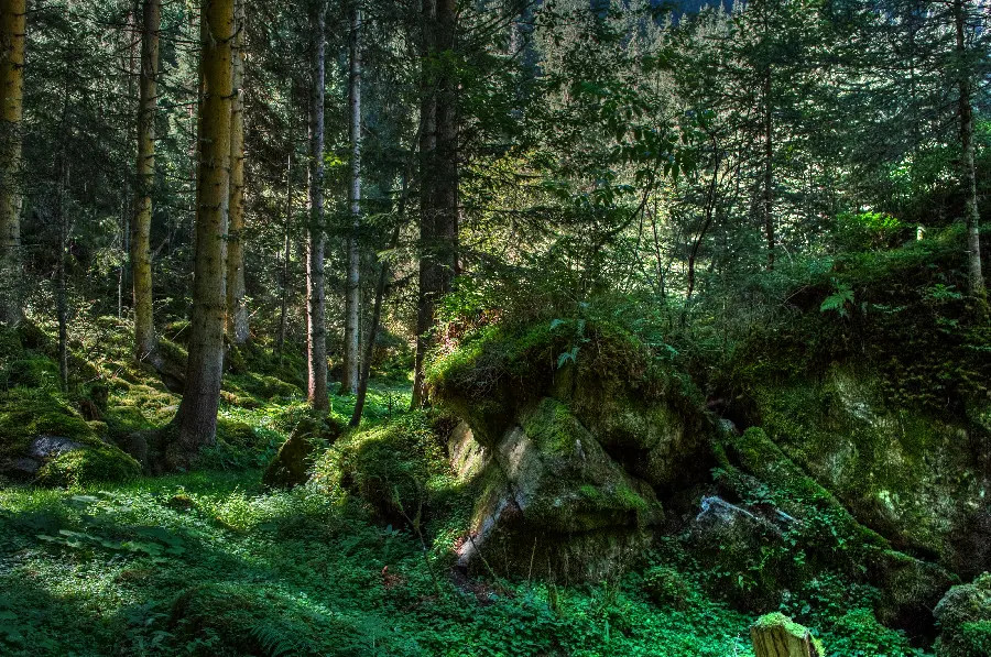 Download free and high-quality, energizing, lush forest nature photo 