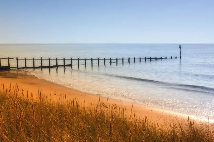 Beautiful wallpaper with beach grass design for painting inspiration