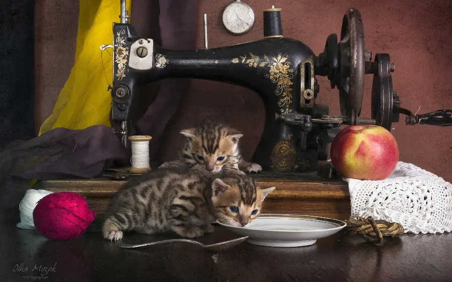 Funny photo And cute kittens next to the sewing machine