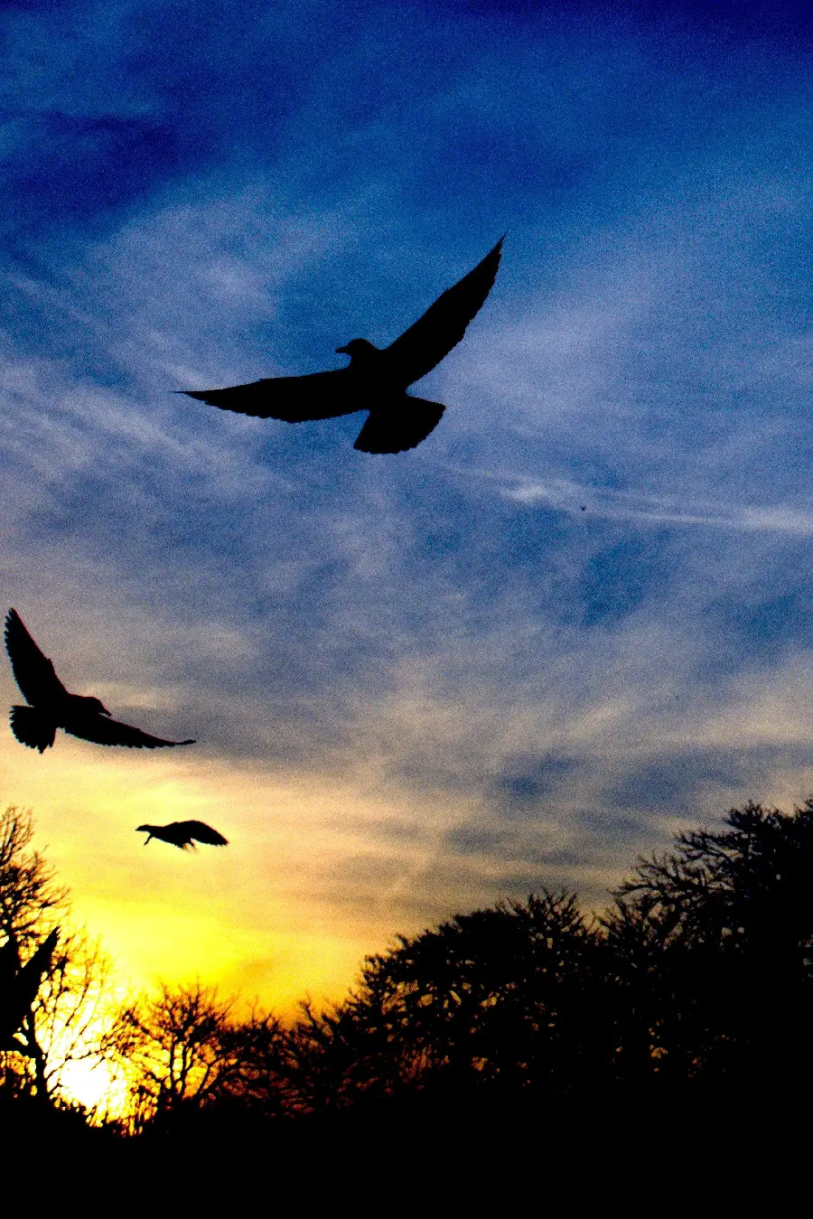 Unique Background Photo of Free Birds Flying in 4K Quality