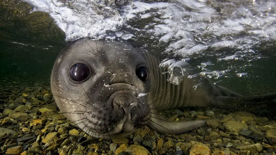 Lovely seal wallpaper with big eyes from close-up