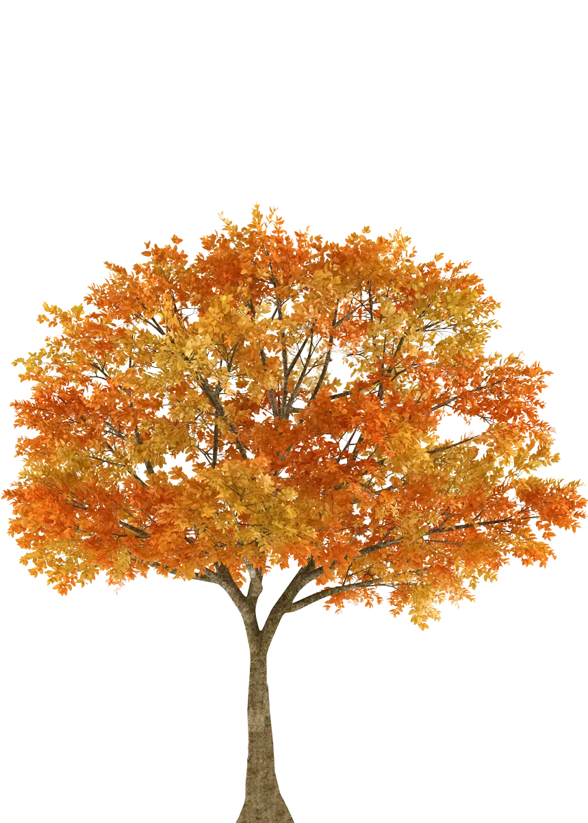 Autumn tree PNG photo cut out without background 