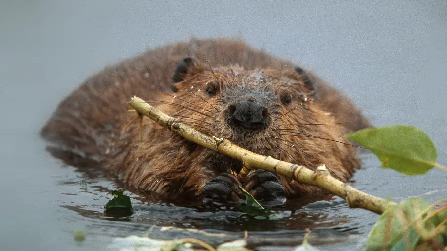 Free download of high quality real beaver photos 