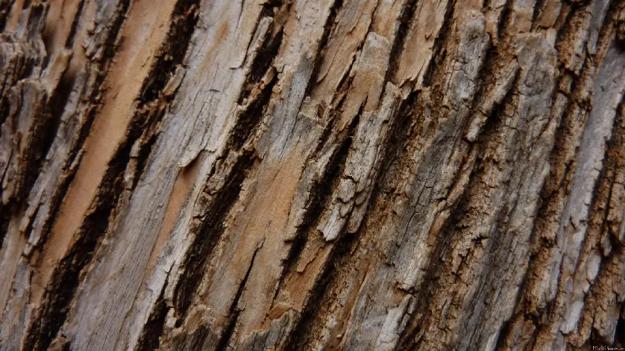 Interesting and spectacular photo of an artistic masterpiece on a tree trunk with a new design 