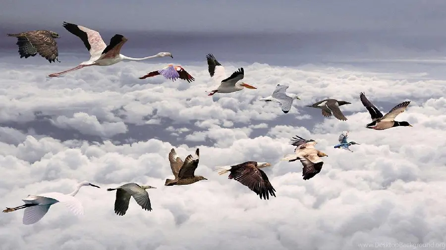 Fantasy and interesting image of various birds flying above the clouds