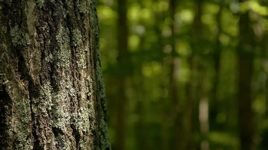 The most beautiful real and close photo of tree trunk bark with blurred wallpaper 