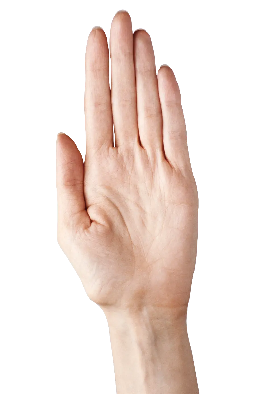 Photo of a hand without a background in PNG format