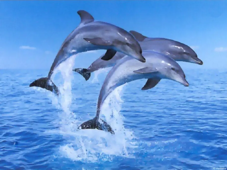 Photo of a group of dolphins jumping for a computer wallpaper