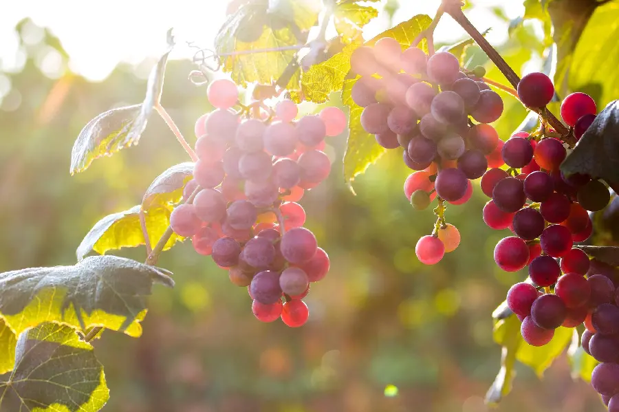 Grapes hanging from a tree for printing a wall poster in a shop
