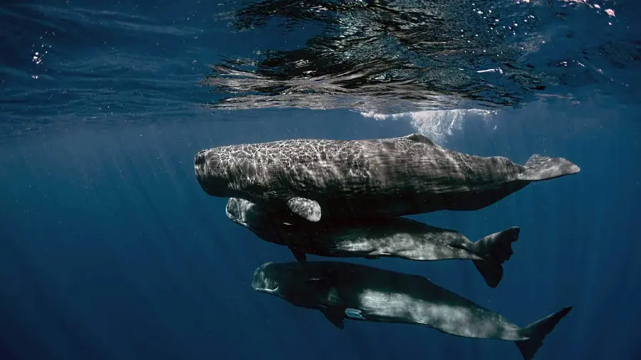 Stock photo of a female sperm whale and young whales in lower latitudes