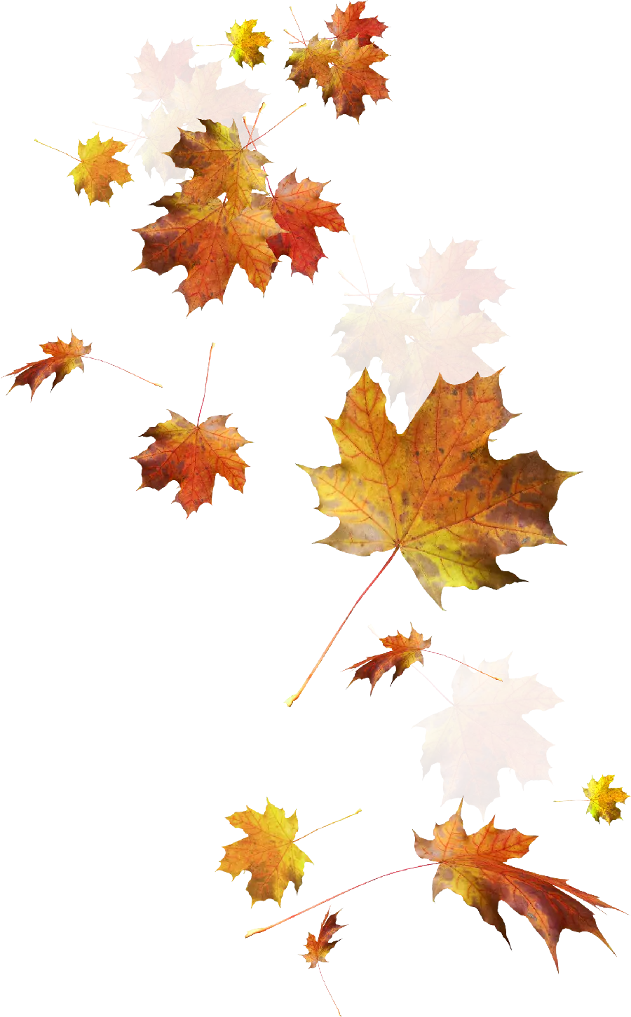 Most viewed png image simple graphic png design of autumn dry leaves