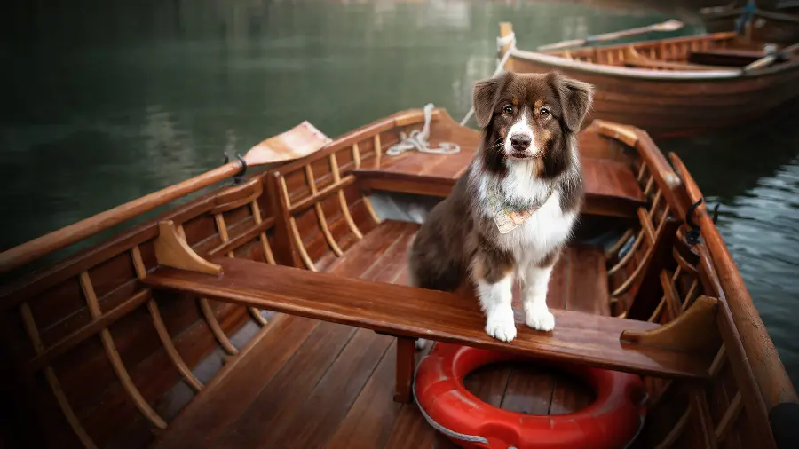 Stylish and special wallpaper of a furry dog ​​staring at the camera in a wooden boat with HD quality