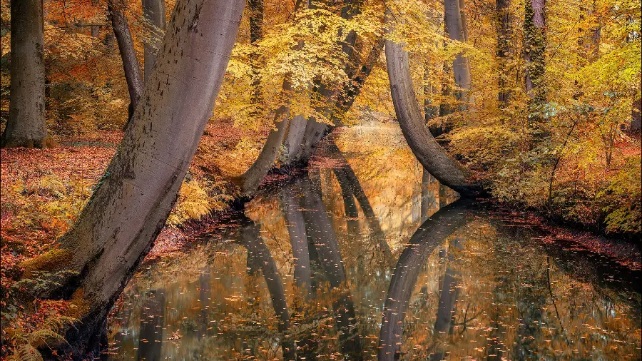 Download stock photos of autumn trees in high quality 