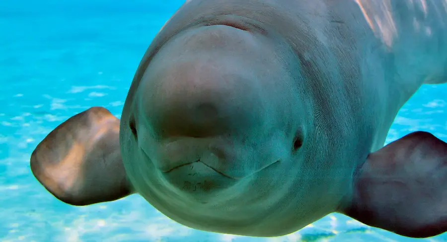 Super high-resolution photo of a beluga whale from a front view