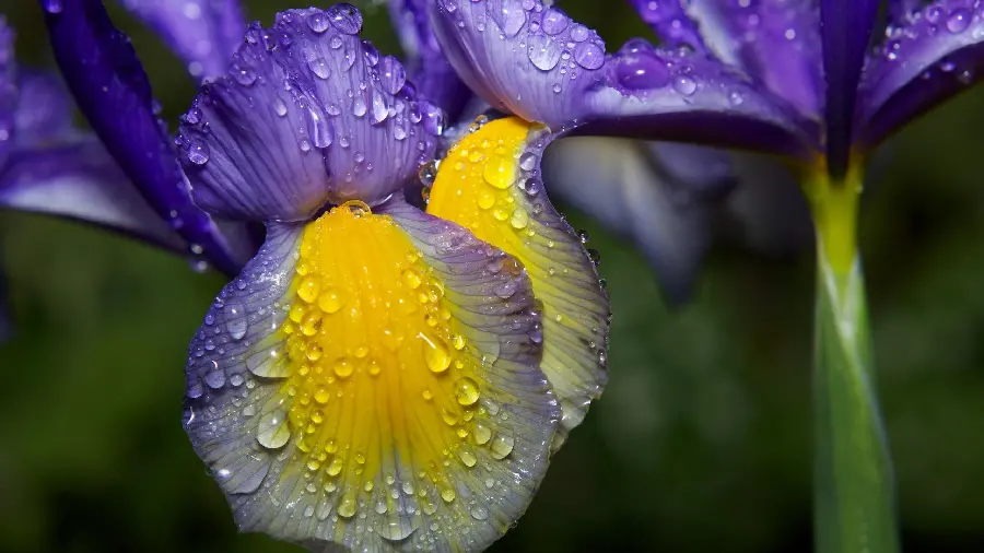 Photo of dew drops on beautiful and lush flowers with direct link