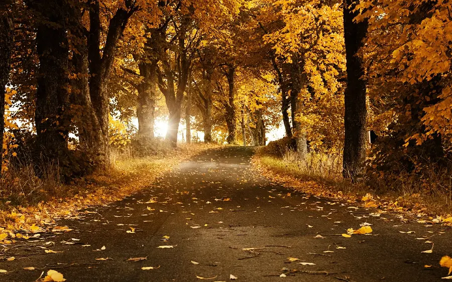 Romantic wallpaper of a dreamy walk in the silence of the autumn forest