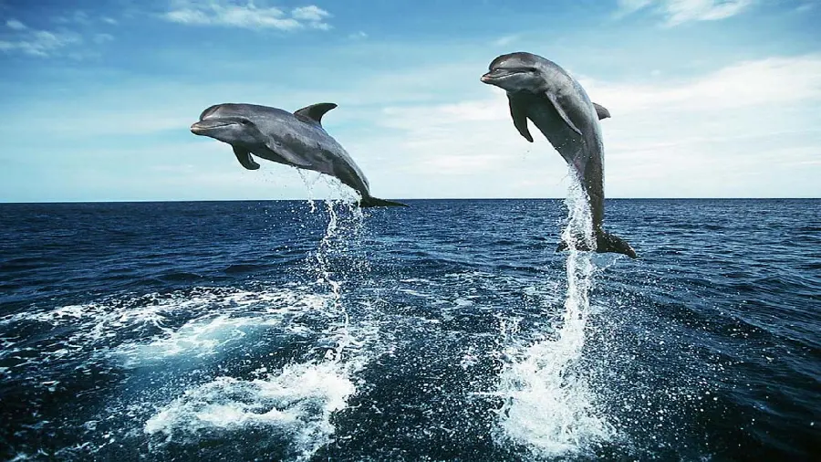 Cool dolphin jumping wallpaper in the blue sea