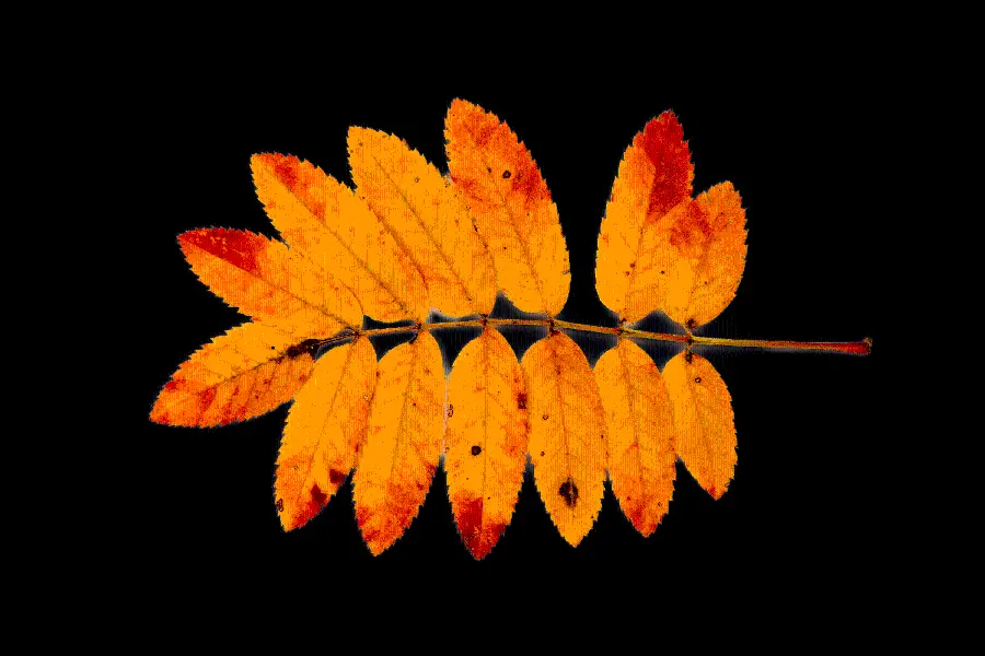 Download PNG image of the most beautiful autumn leaf recorded in Guinness 