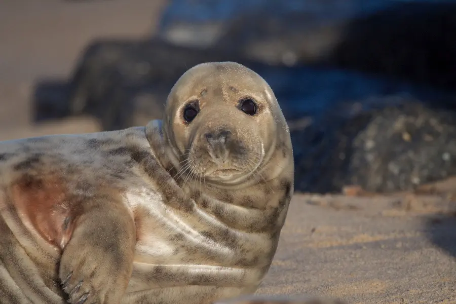 Beautiful Caspian Sea Seal Photo in High Quality 