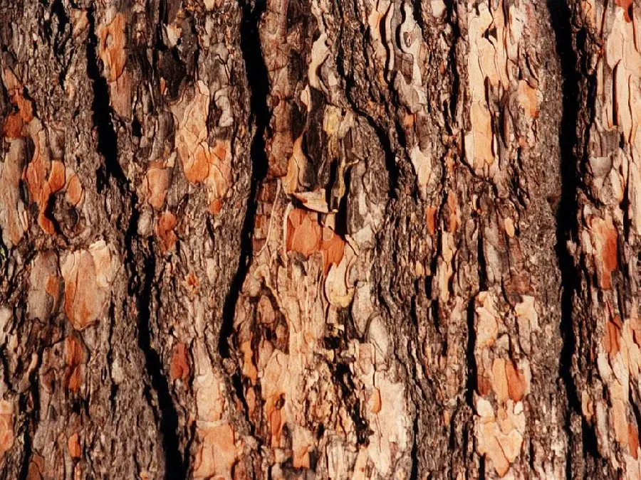 Download HD stock photo of real tree trunk bark