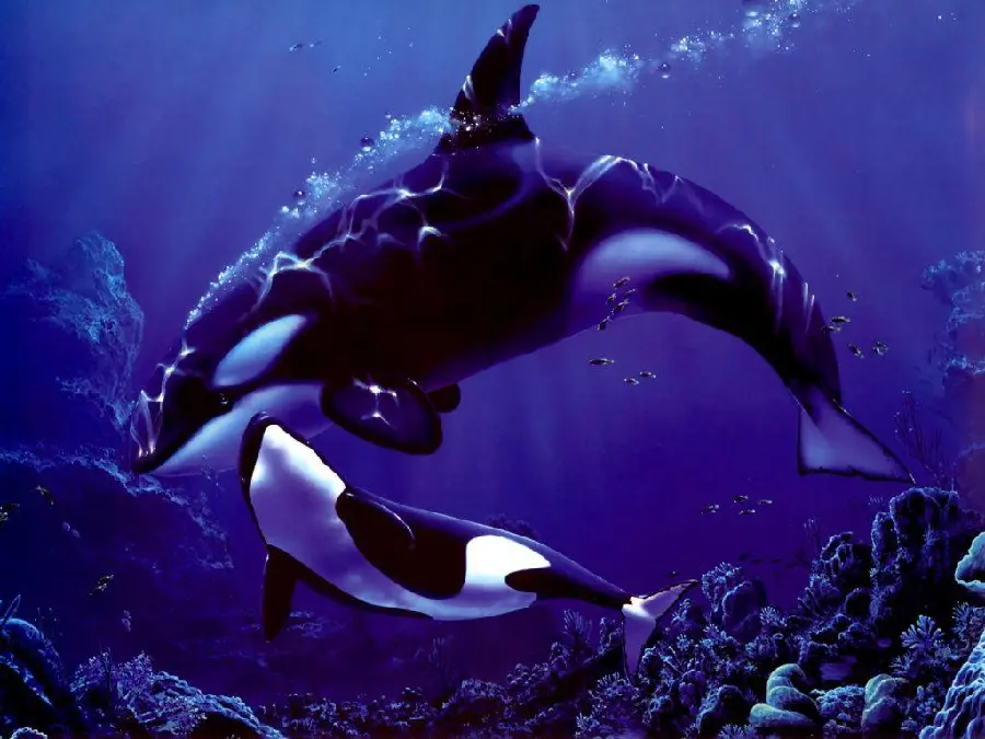 Orca killer whale