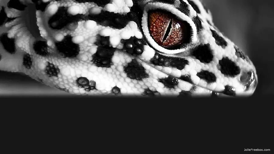 Stock photo of leopard gecko for printing on a board Decorative 