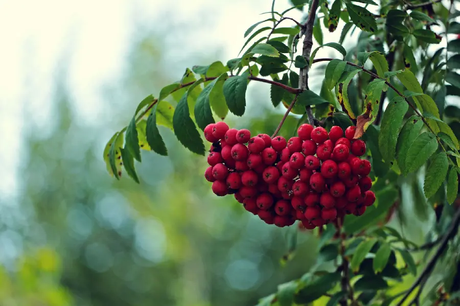 Stock image of red fruit hanging from a tree on a blurred background