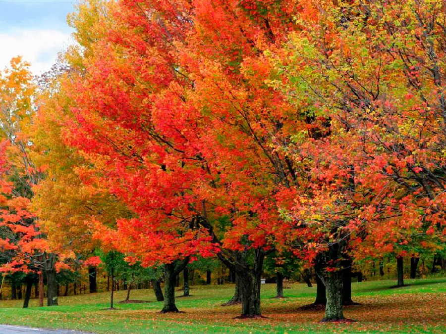 Simple and free photo of autumn trees with yellow and orange colors 