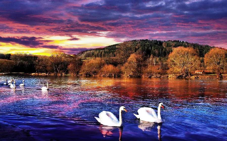 A dreamy and very beautiful background photo of loving swans swimming in a lakeCool