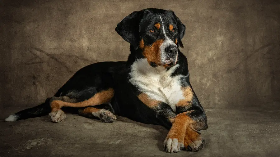 Download black and brown dog wallpaper in 8K quality 