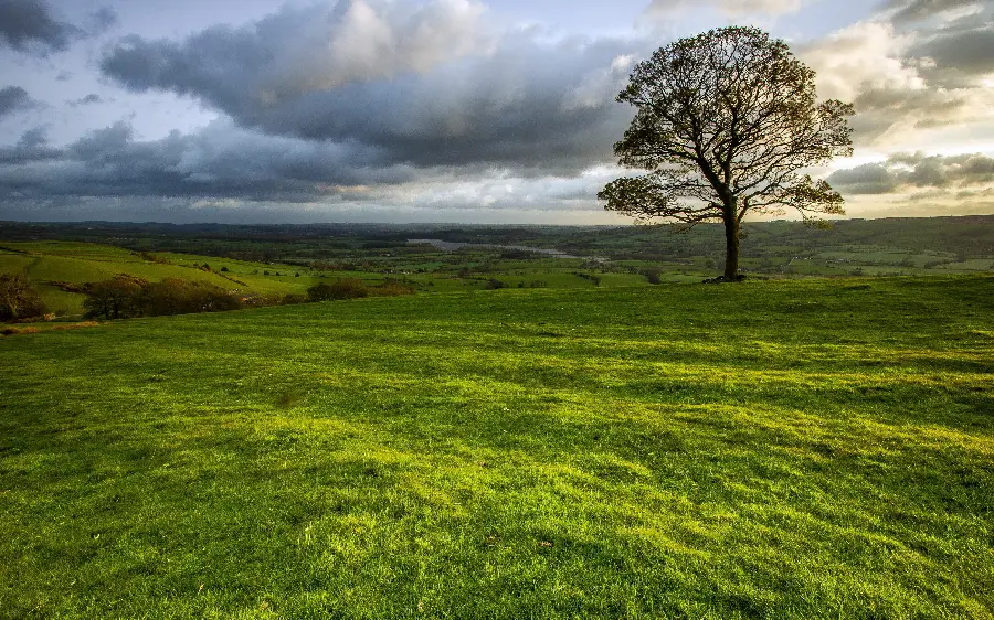 Download a very relaxing and pleasant photo of a lonely tree