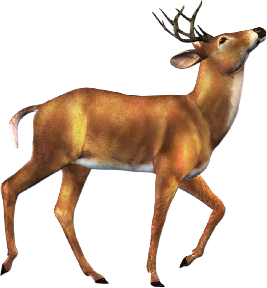 Download the PNG photo of a graphic and wild deer, teleported and without background
