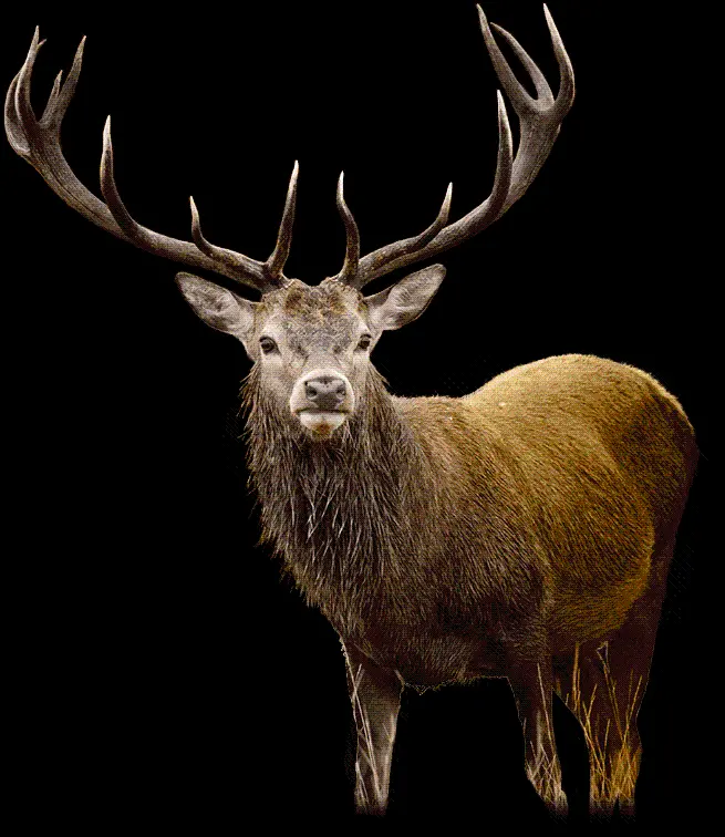 Free PNG image and cutout of a real wild deer design