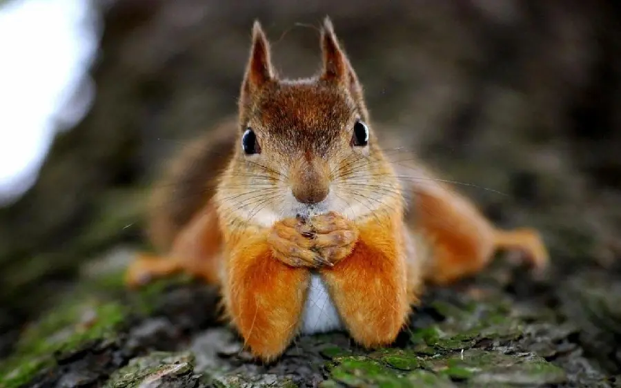 Special and attractive wallpaper of the red squirrel for the profile 