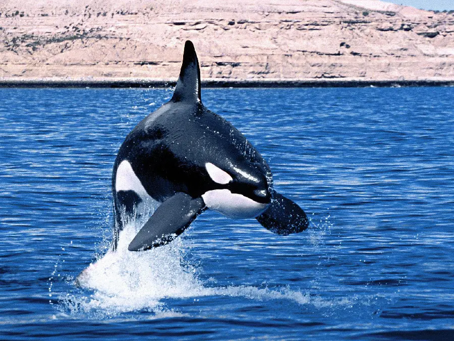 Orca killer whale