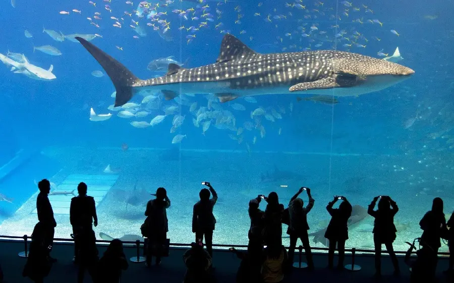 Black-brown sperm whale wallpaper in an underwater aquarium