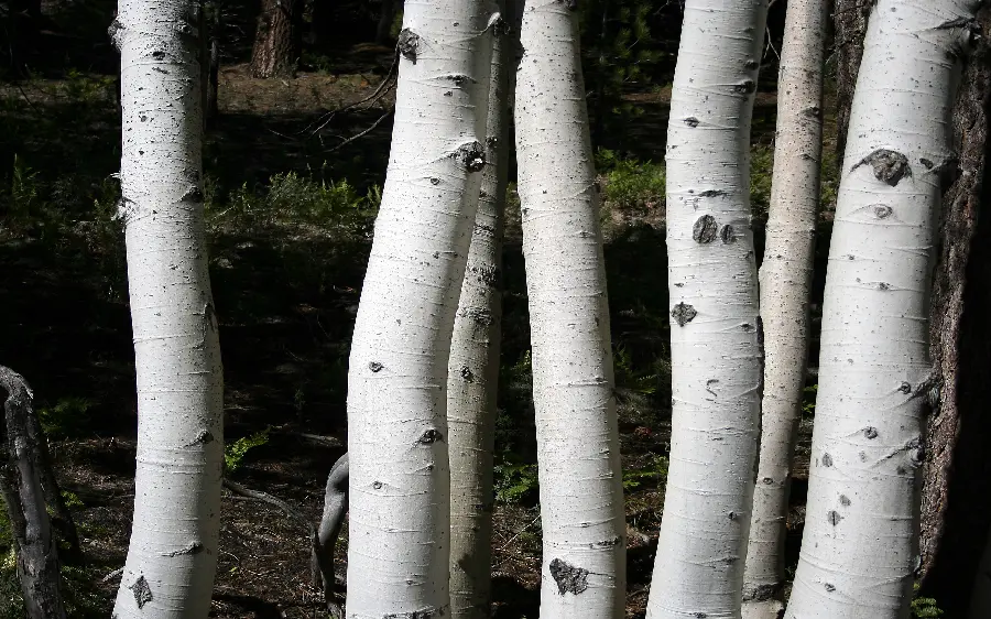 Simple photo of strange slender trees with white trunks