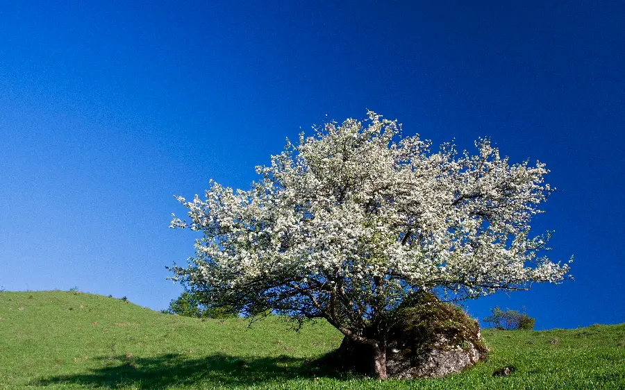 Most viewed wallpaper of a lonely tree with a clear blue sky without clouds 
